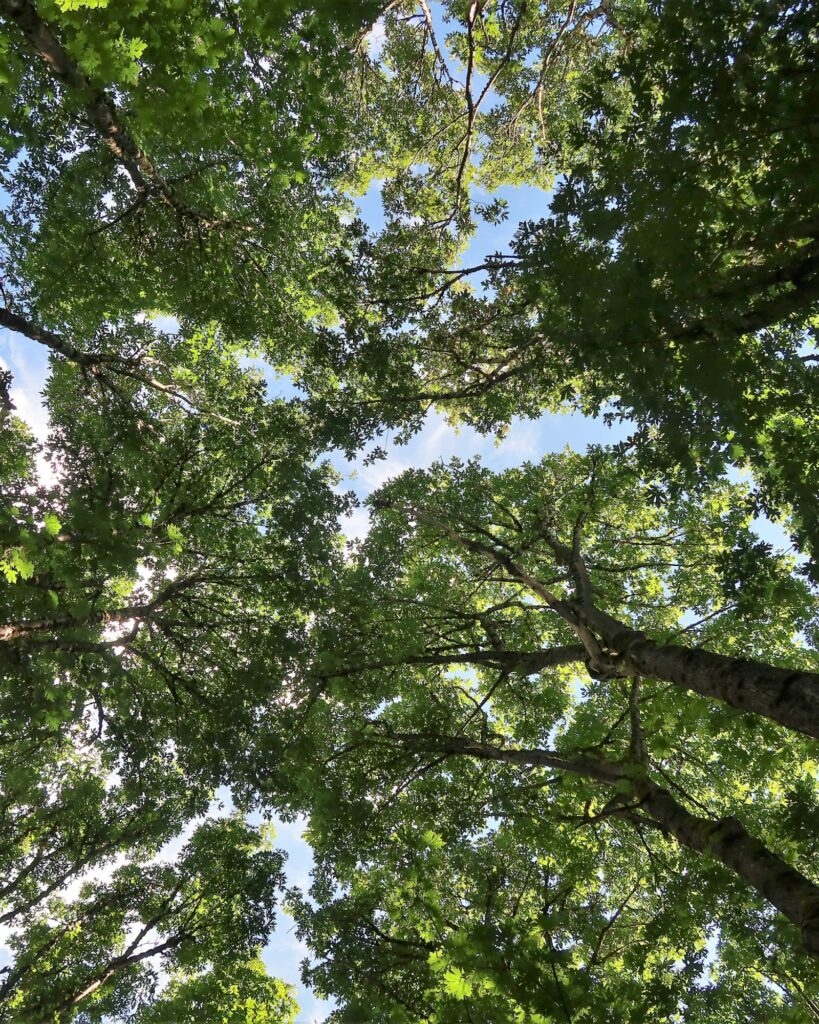 Vista de baixo do dossel de árvores contra o céu, perspectiva incomum da natureza