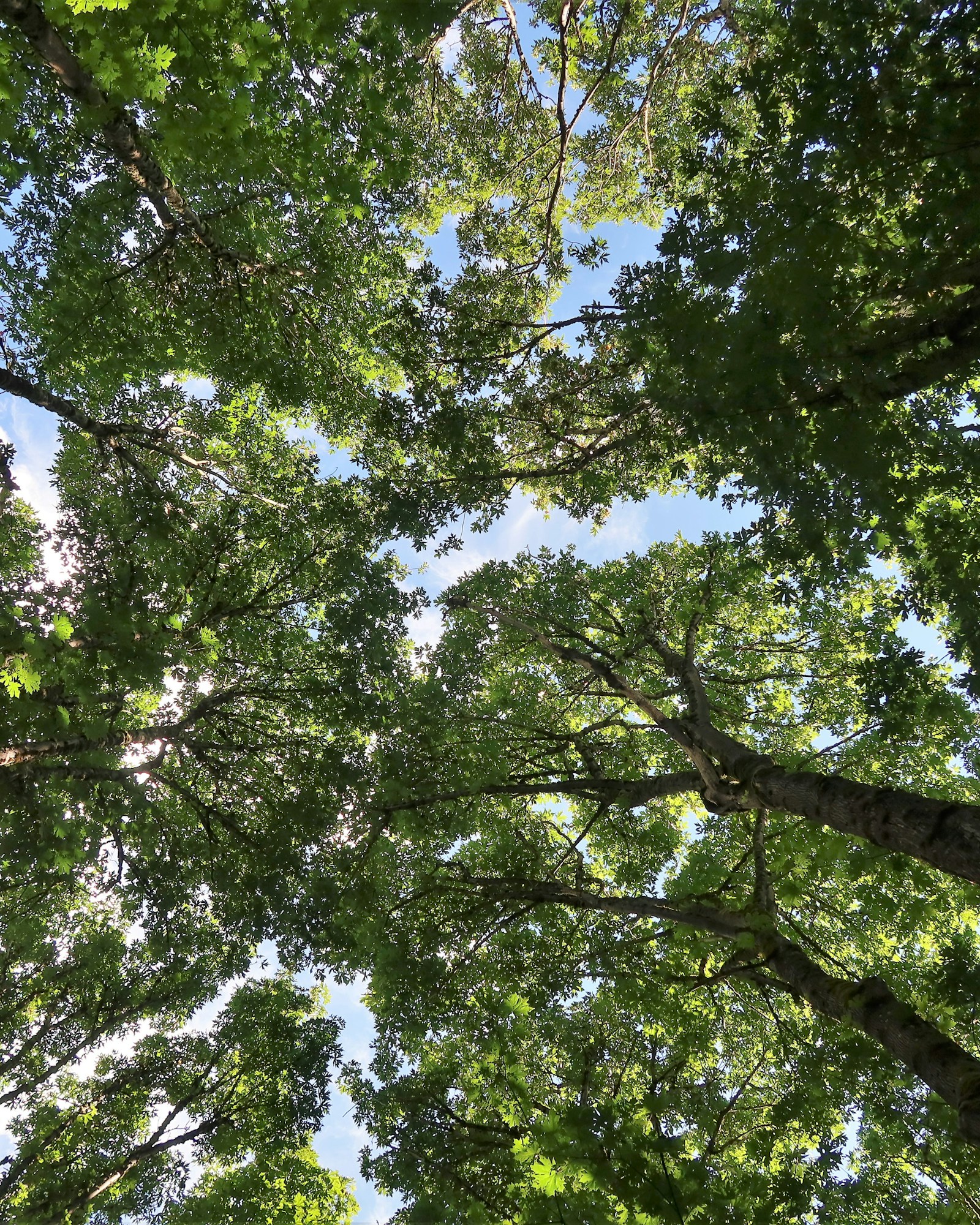 Vista de baixo do dossel de árvores contra o céu, perspectiva incomum da natureza